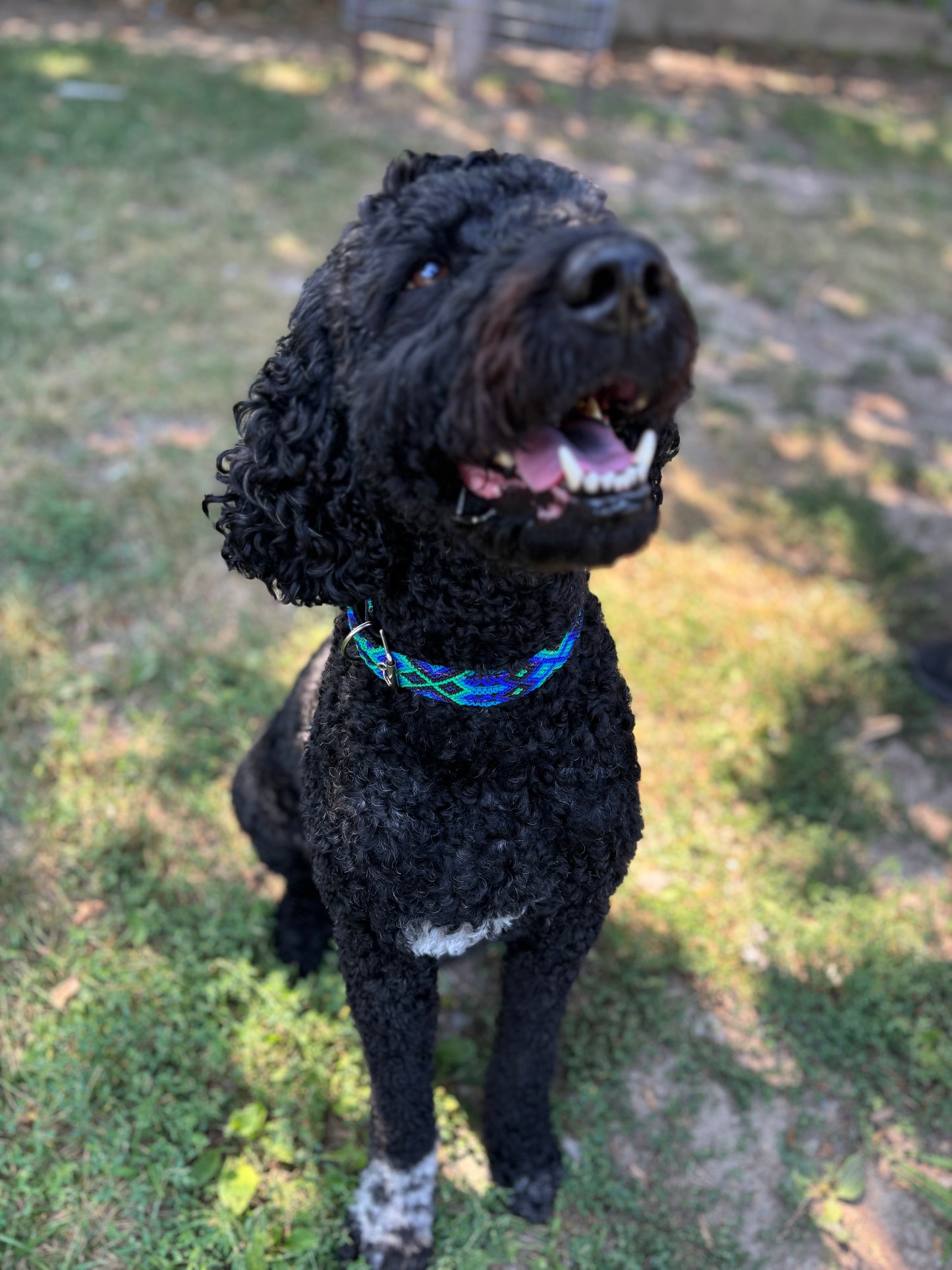 Selva- XL (55cm) Hand Embroidered Mexican Leather Dog Collar