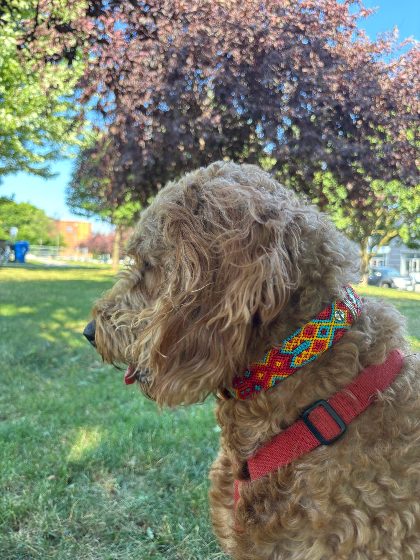 Sol y Mar – Large (50cm) Hand Embroidered Leather Dog Collar