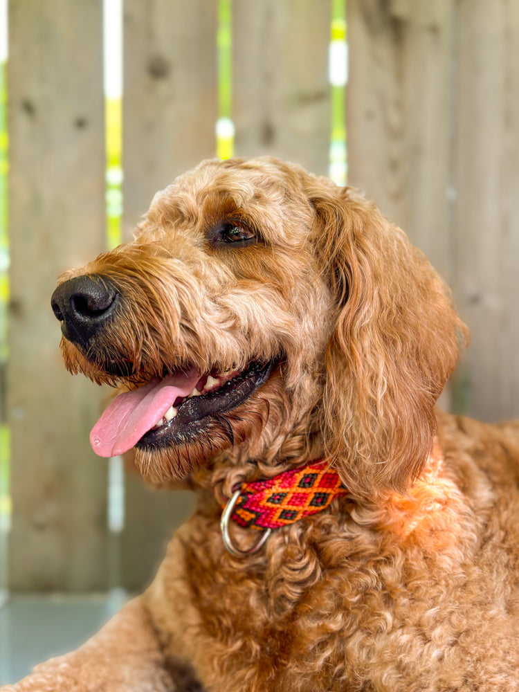 Medium-Large Collars