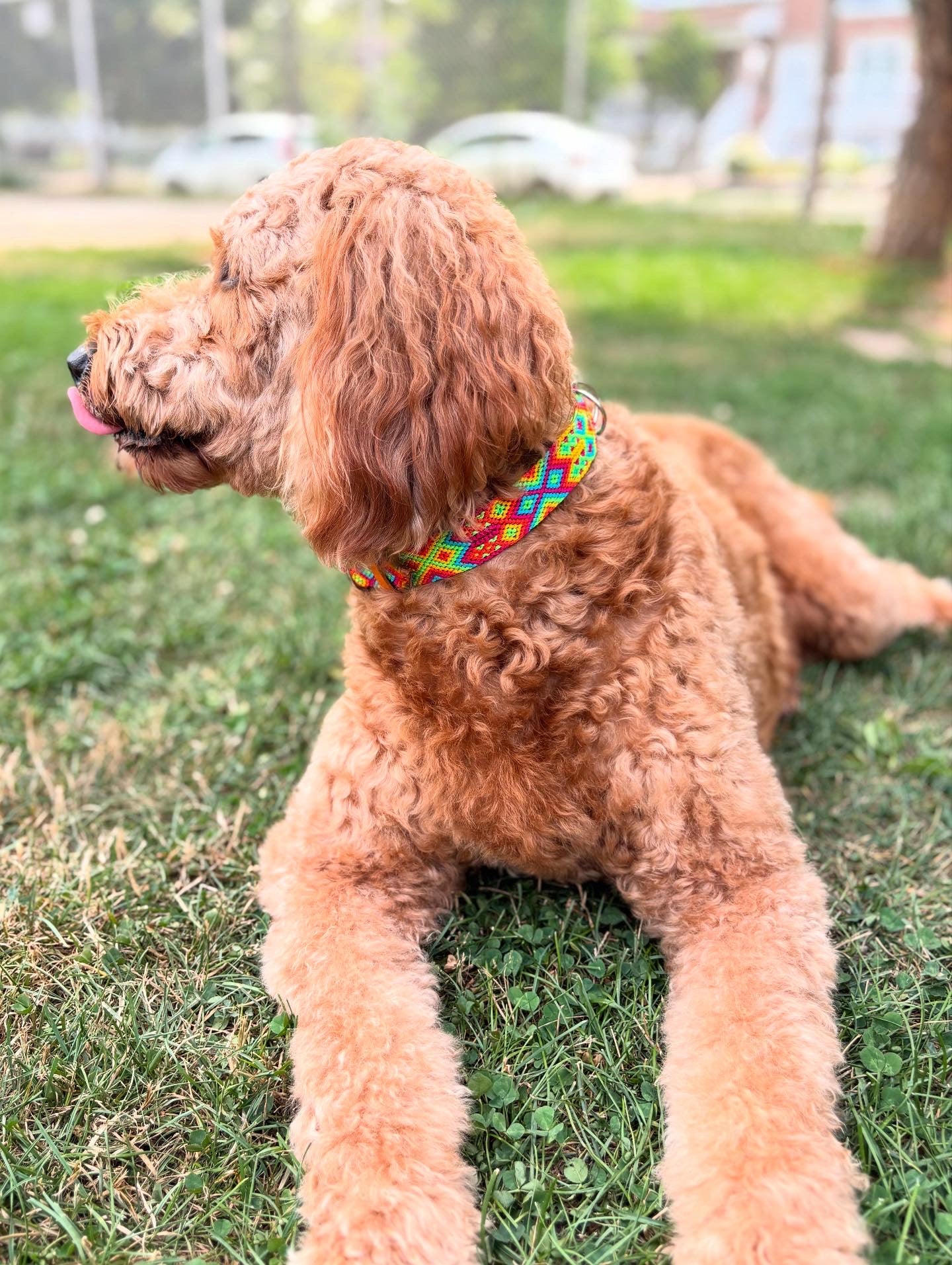 Arcoíris- Size XL (55 cm) Hand Embroidered Leather Dog Collar