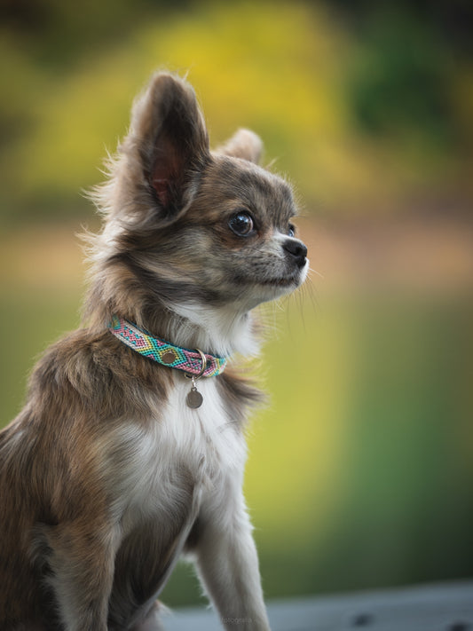 X-Small (25cm) Hand Embroidered Leather Collars