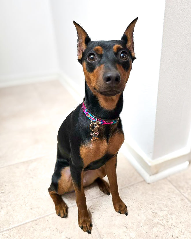 Small (30cm) Partial Embroidered Leather Collars