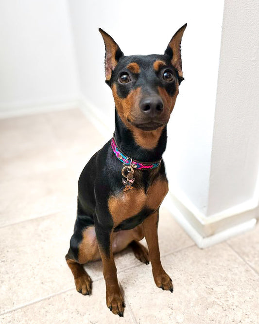 Small (30cm) Partial Embroidered Leather Collars