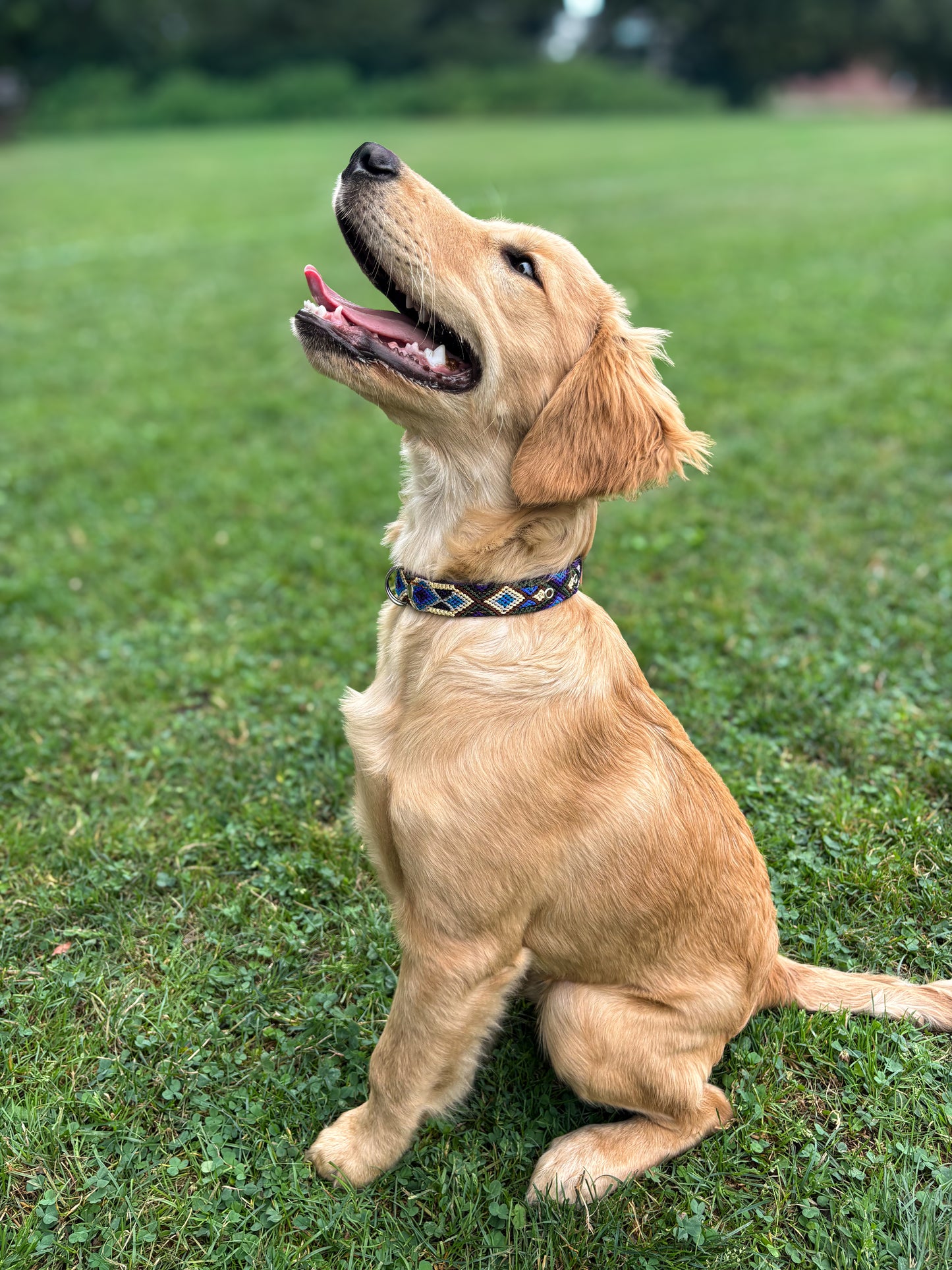 Laguna-Large (45cm) Hand Embroidered Leather Dog Collar