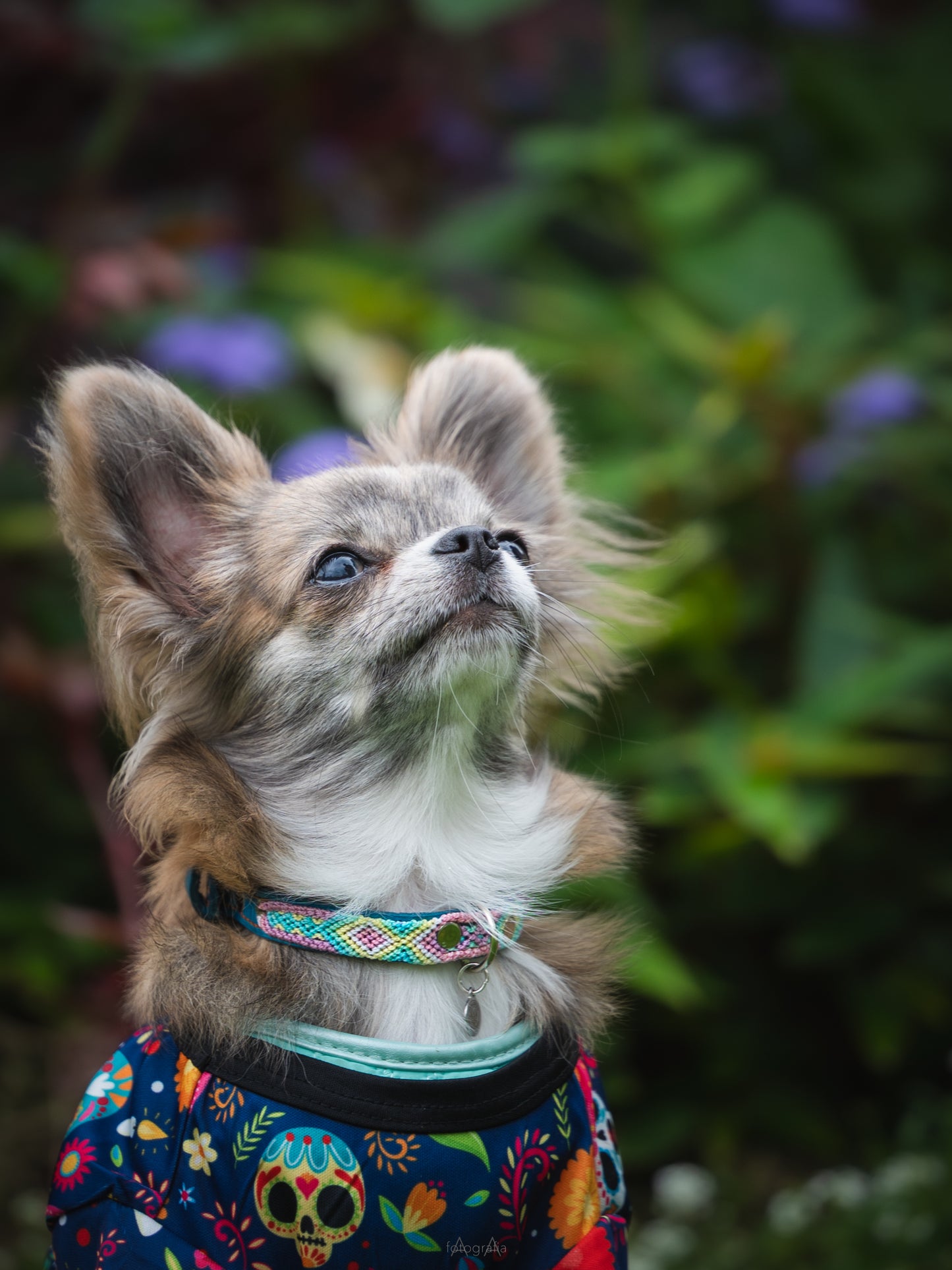 X-Small (25cm) Hand Embroidered Leather Collars