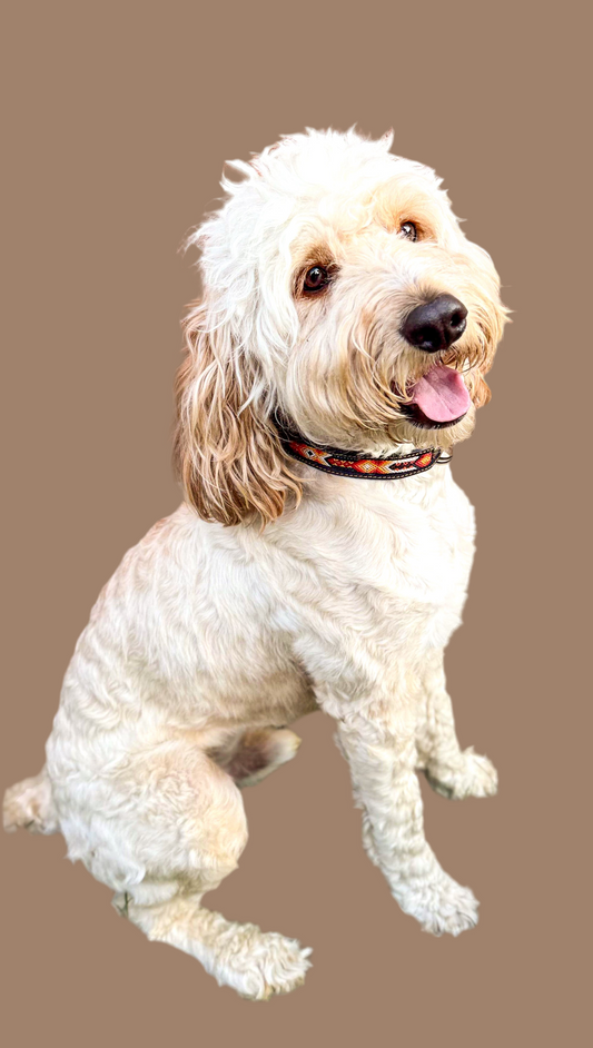 Brasa- Large (45cm) Hand Embroidered Leather Dog Collar