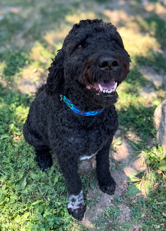 Selva- XL (55cm) Hand Embroidered Mexican Leather Dog Collar