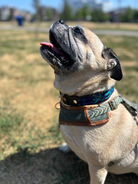 Cenote – XL (55cm) Hand Embroidered Leather Dog Collar