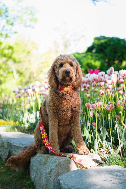Handwoven Large Dog Leash-1m Embroidered with Leather Handle