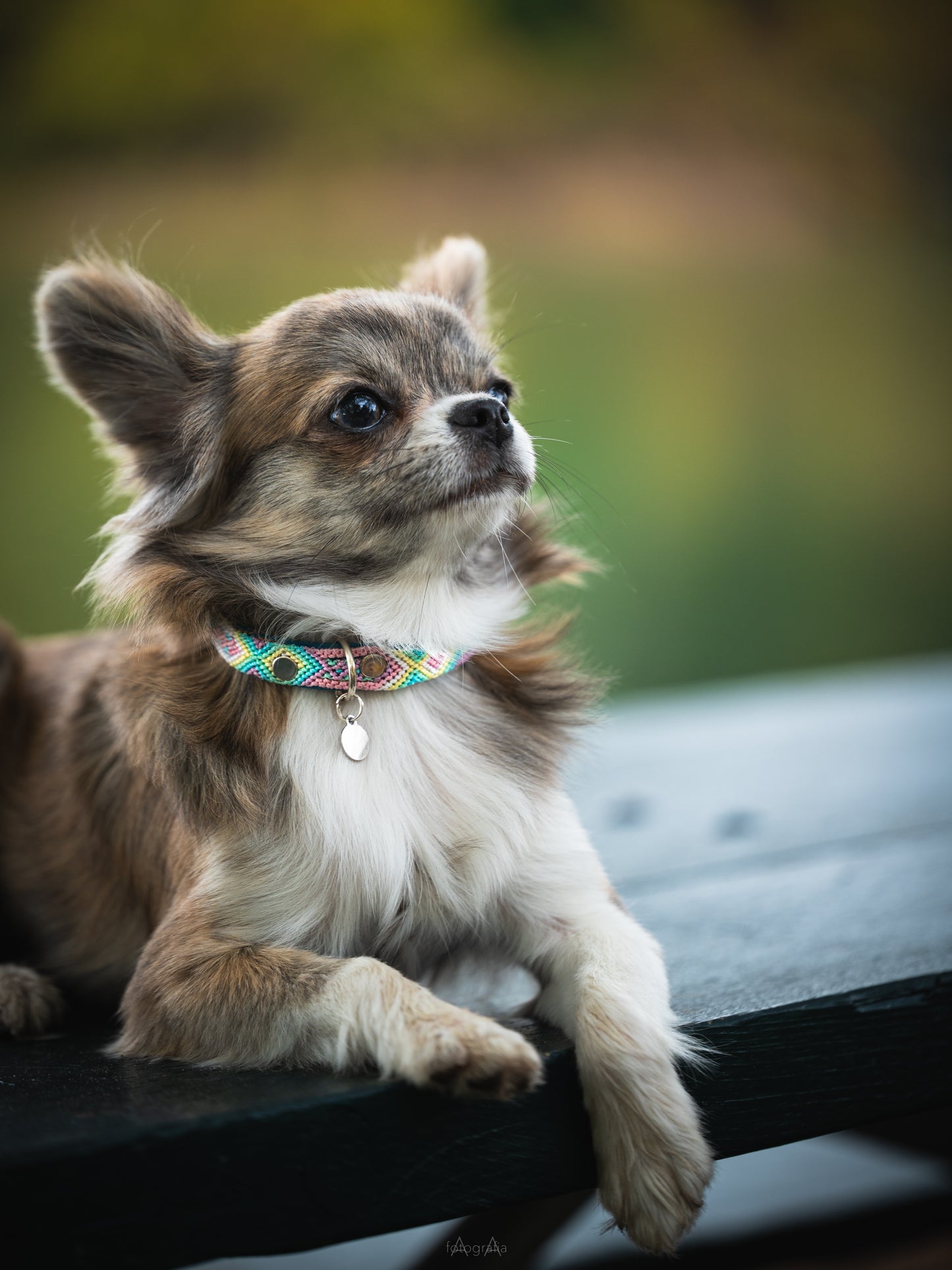 X-Small (25cm) Hand Embroidered Leather Collars
