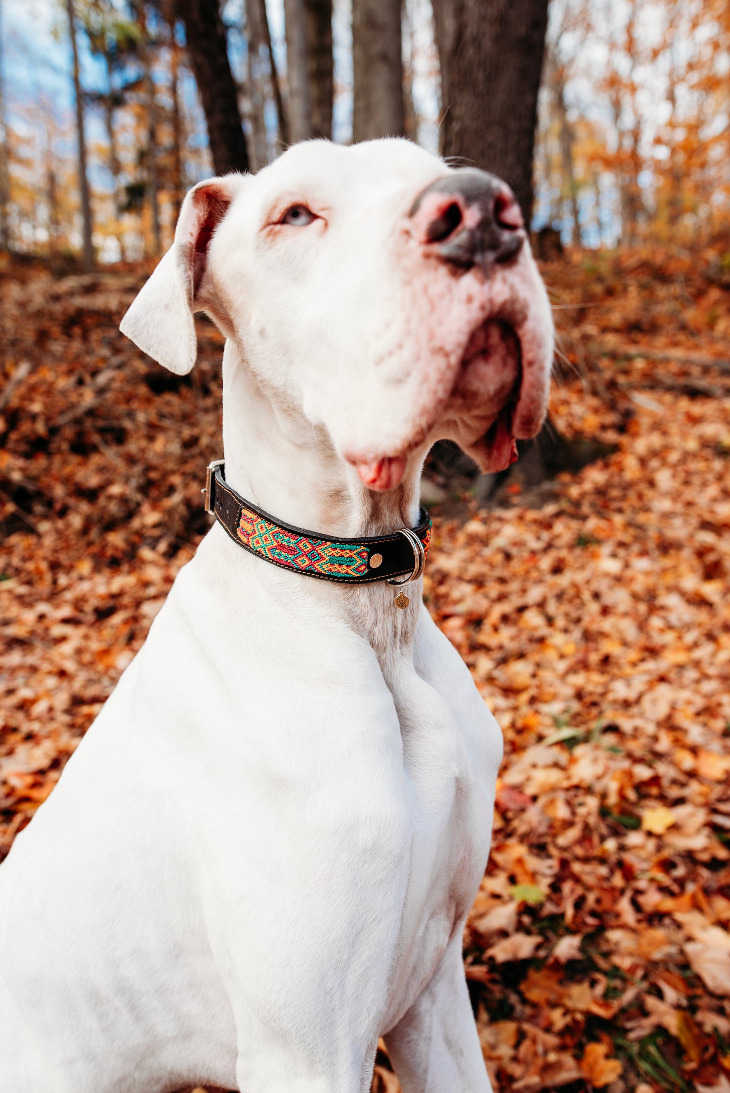 Large Plus (55) Partial Embroidered Leather Collars