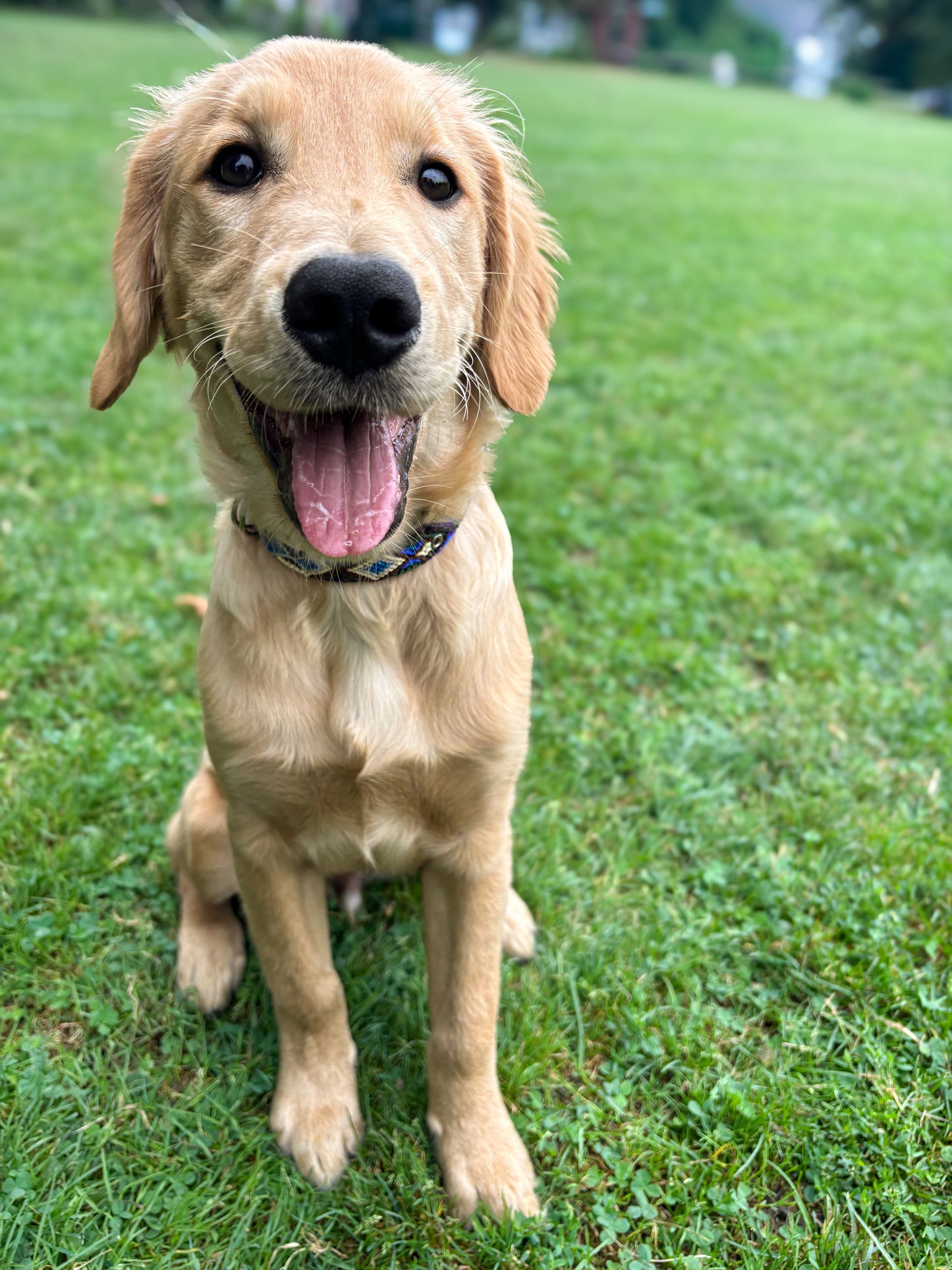 Laguna-Large (45cm) Hand Embroidered Leather Dog Collar