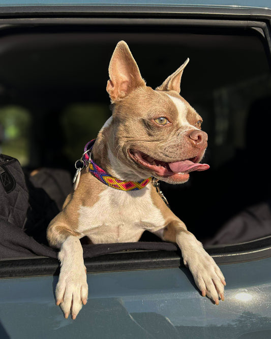 Medium (40cm) Full Embroidered Leather Collars