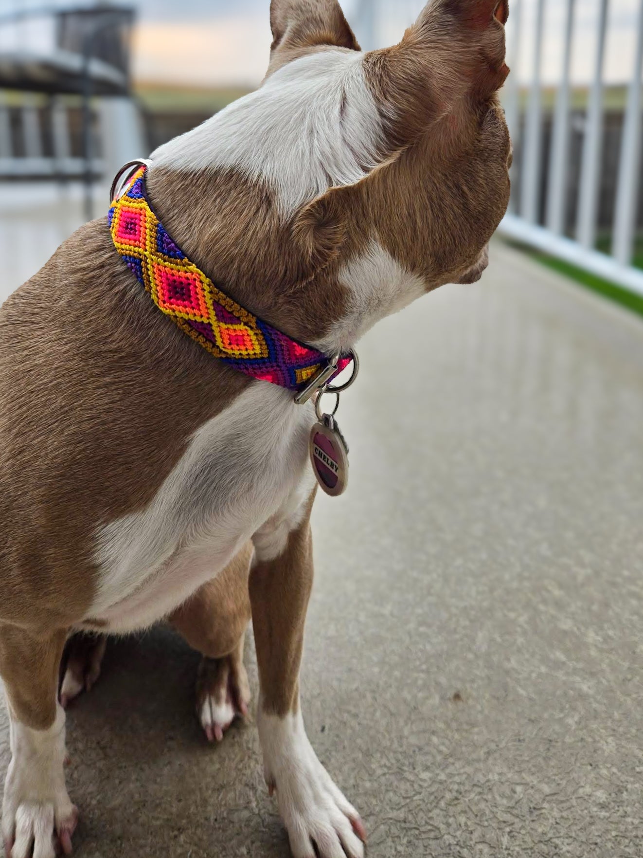 Medium (40cm) Full Embroidered Leather Collars