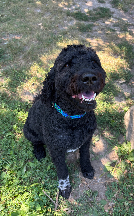 Large (50) Full Embroidered Leather Collars