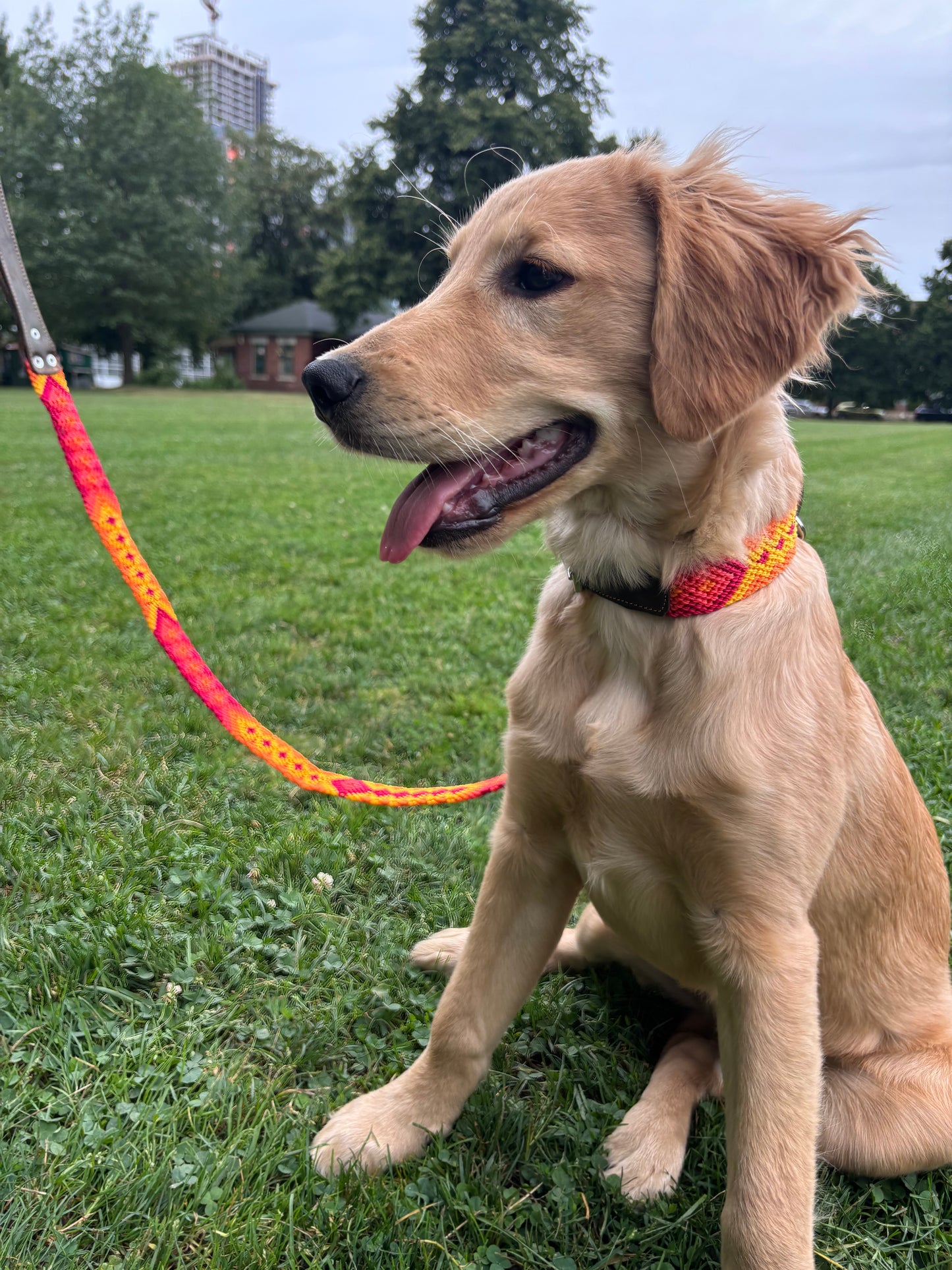 Mimosa- Medium (40cm) Collar + Leash (1m) Combo-Hand Embroidered Leather ( Fits sizes 13-15”)