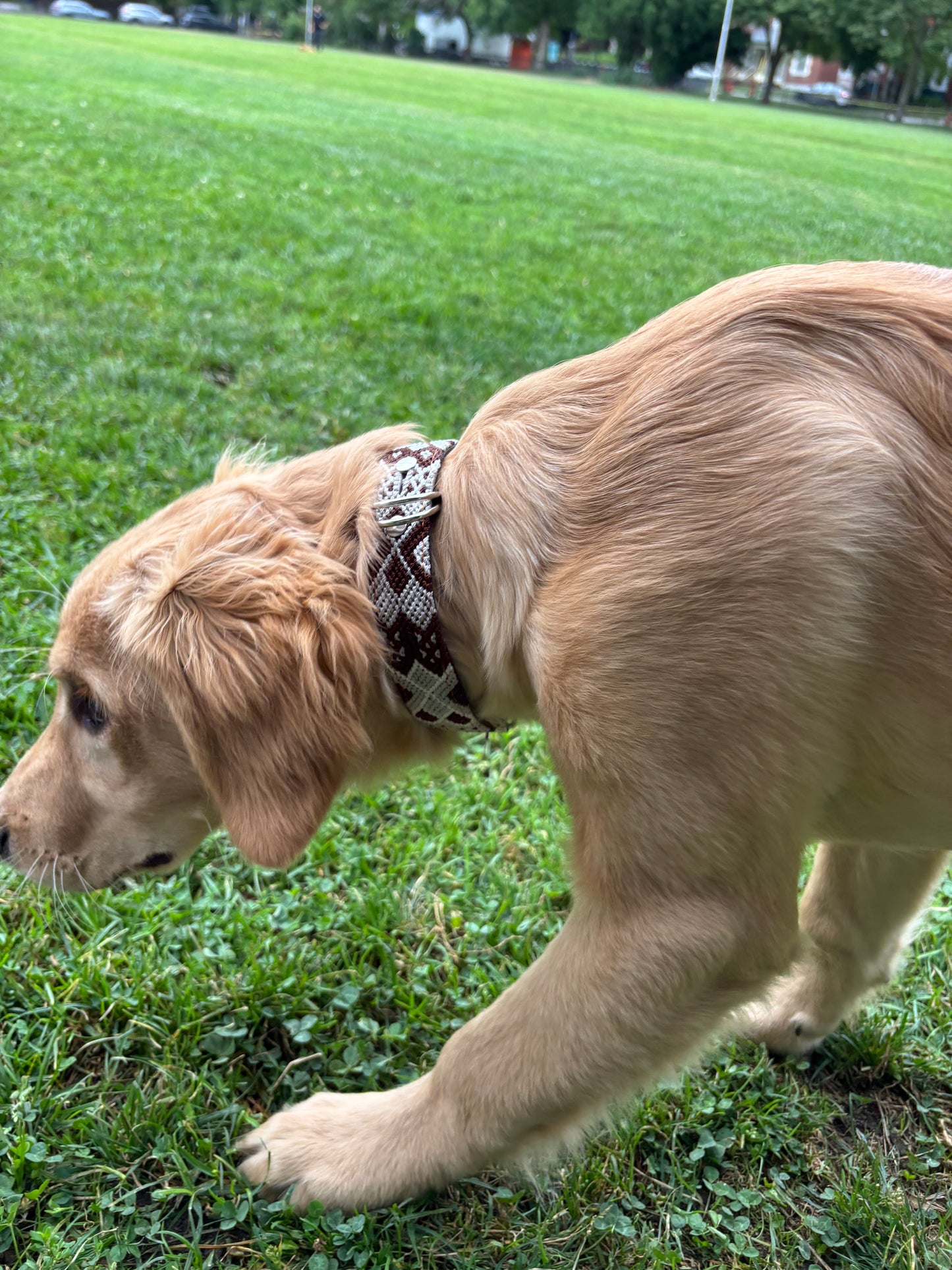Café con leche-Large (50cm) Hand Embroidered Leather Dog Collar